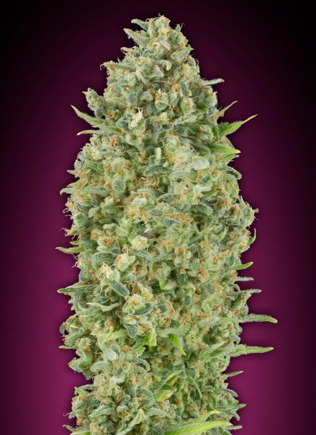 Bubble Gum Auto Feminized Seeds