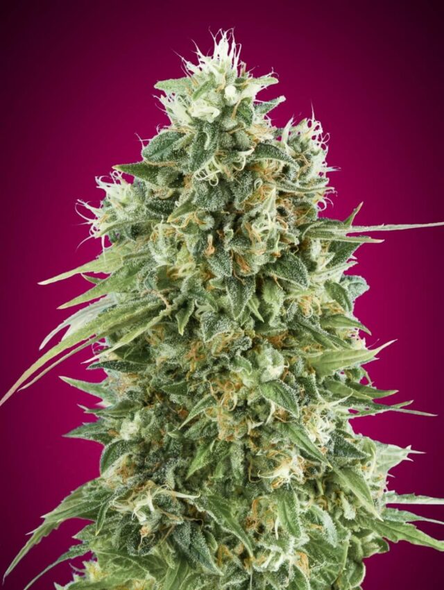 Bubble Gum CBD Feminized Seeds