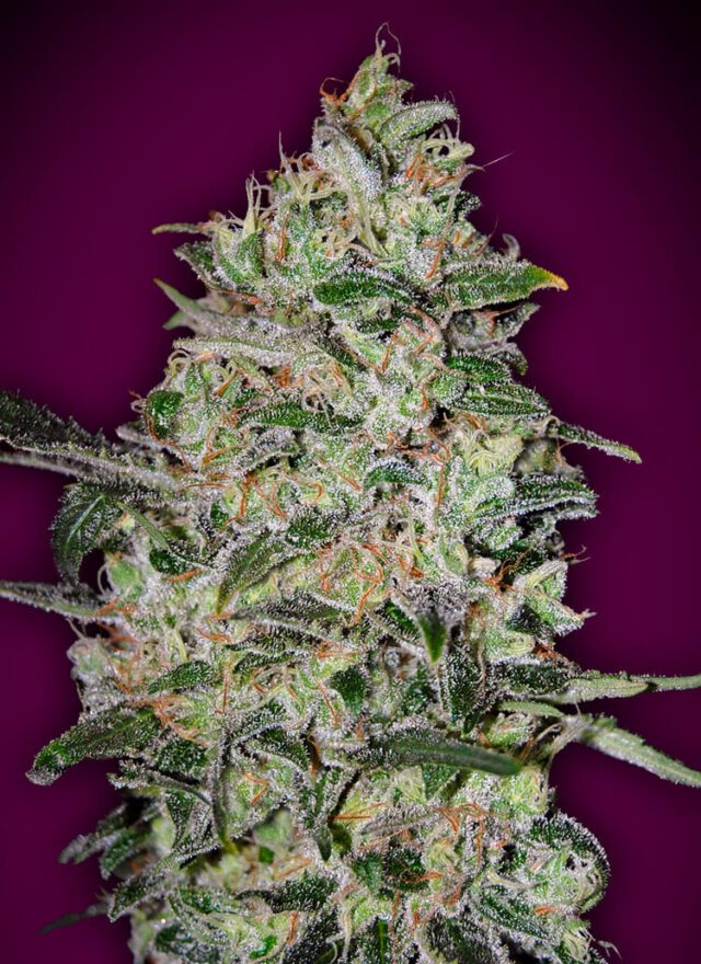 Bubble Gum FAST Feminized Seeds