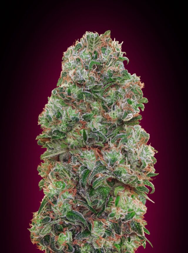 Bubble Gum Feminized Seeds