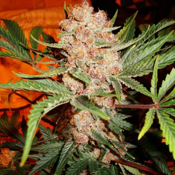 Bubblelicious Feminized Seeds