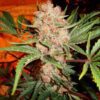Buy Auto Bubblelicious Feminized Seeds by Nirvana in America - Image 2