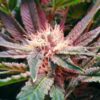 Buy Bubblelicious Feminized Seeds by Nirvana in America - Image 2