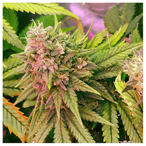 Auto Bubblelicious Feminized Seeds