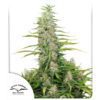 C-Vibez Feminized Seeds