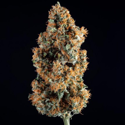 C-Vibez Feminized Seeds