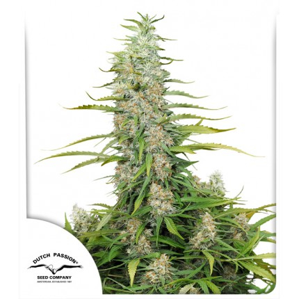 C-Vibez Feminized Seeds