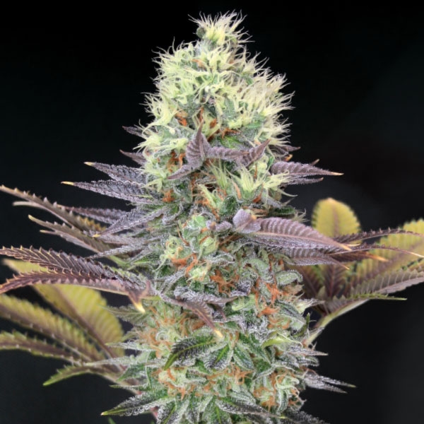 Cali Bay Dream Feminized Seeds