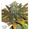 Californian Orange Feminized Seeds