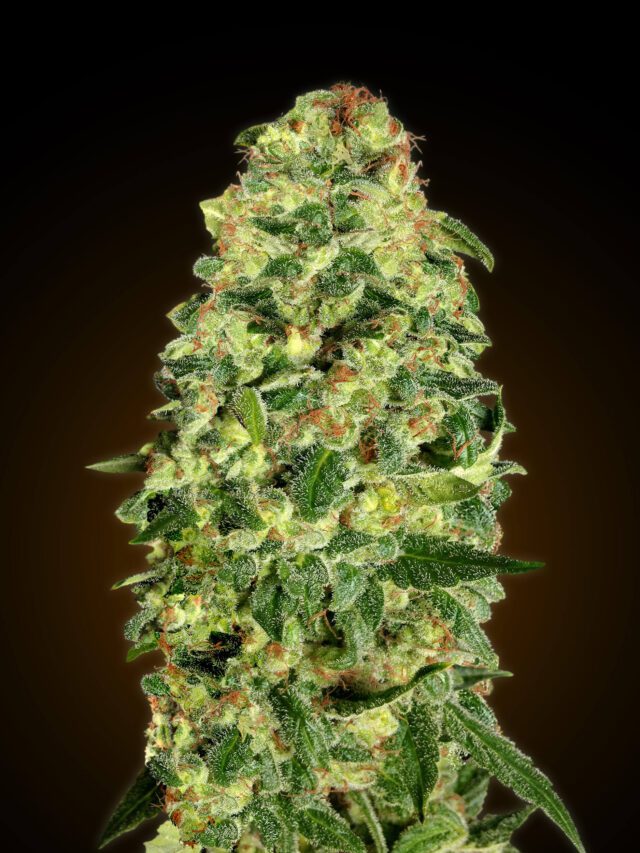 Auto California Kush Feminized Seeds