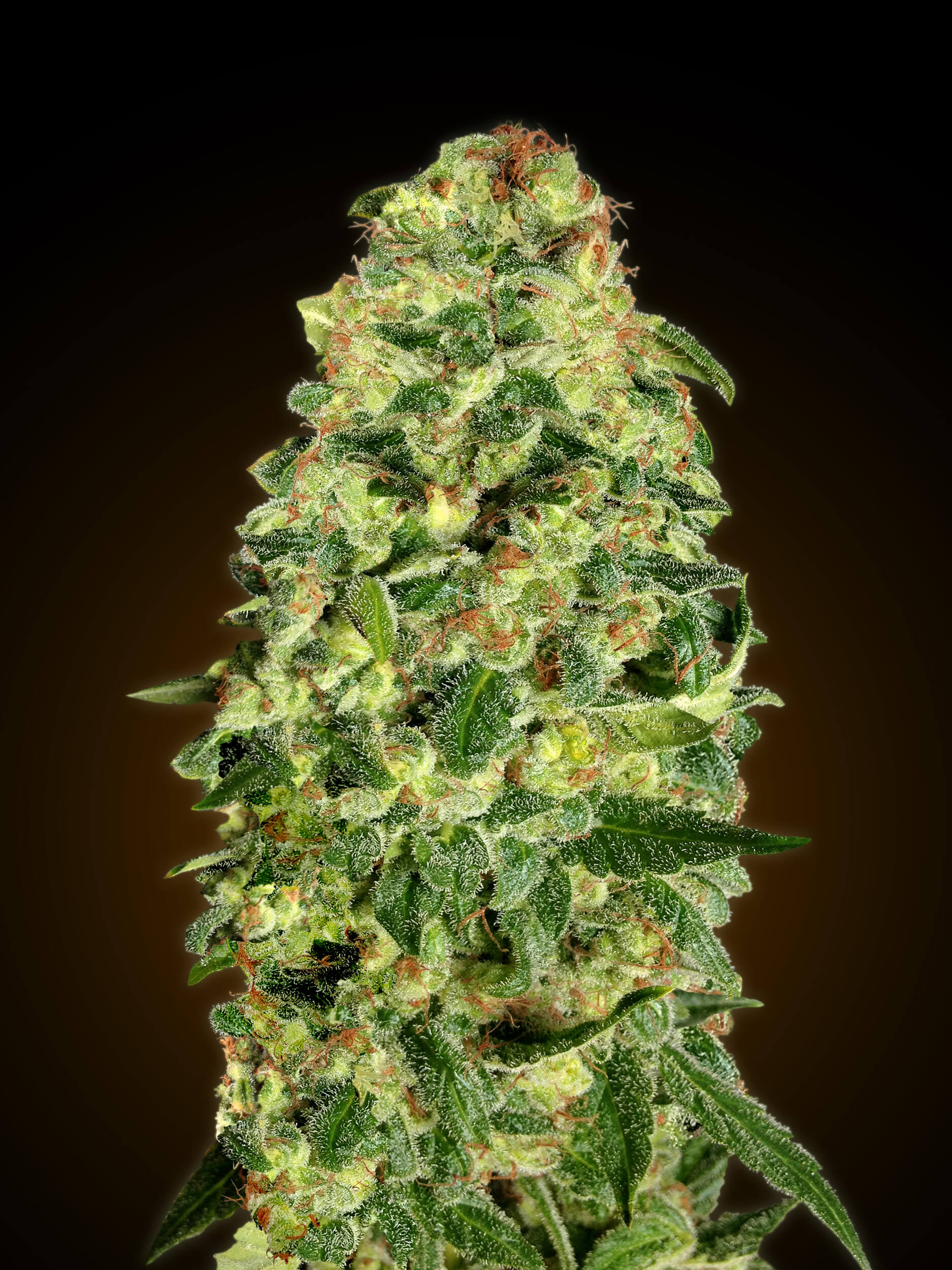 Auto California Kush Feminized Seeds Auto California Kush Feminized Seeds