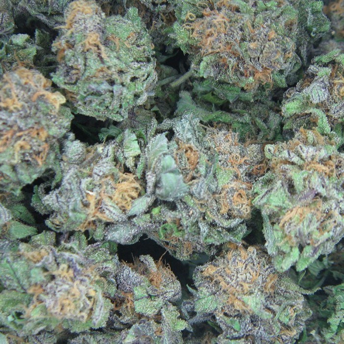 Buy California Kush Feminized Seeds by 00 Seeds in America - Image 2