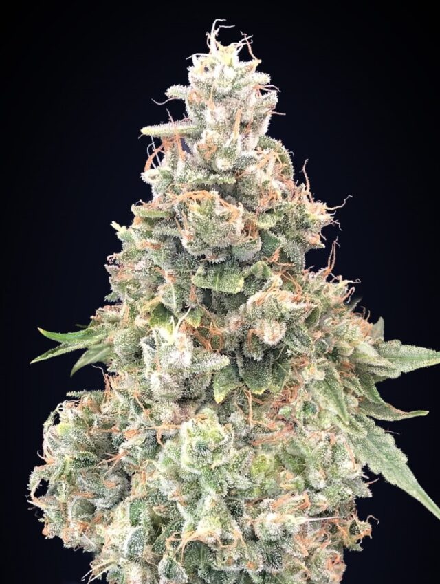 California Kush FAST Feminized Seeds