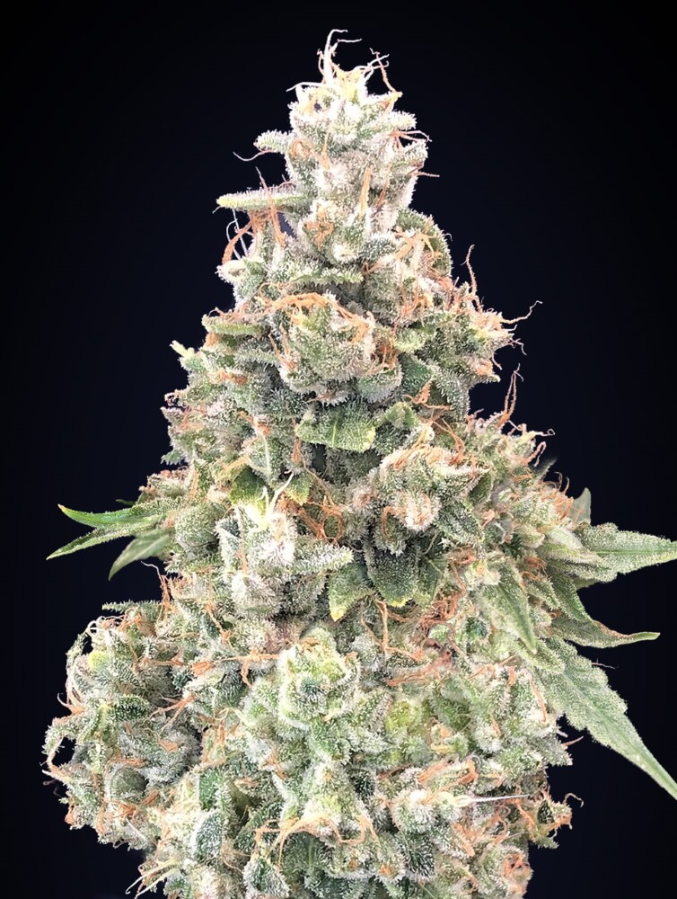 Buy California Kush FAST Feminized Seeds by 00 Seeds in America ...