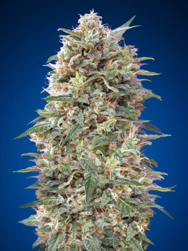 California Kush Feminized Seeds