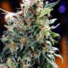 Californian Orange Feminized Seeds