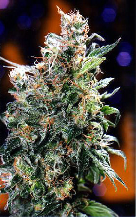 Californian Orange Feminized Seeds