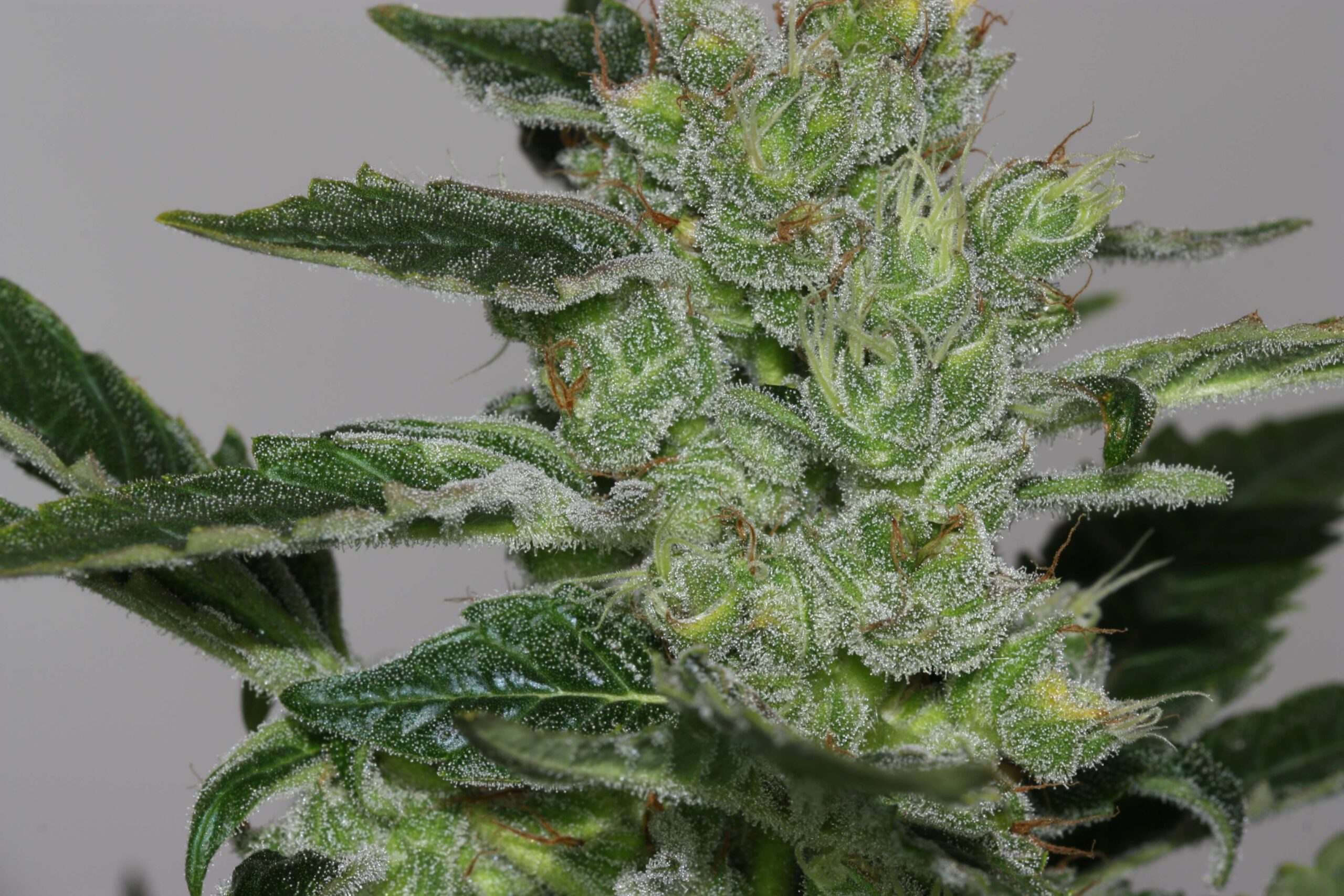 Buy Alaskan Purple Feminized Seeds by Seedsman in America - Image 7