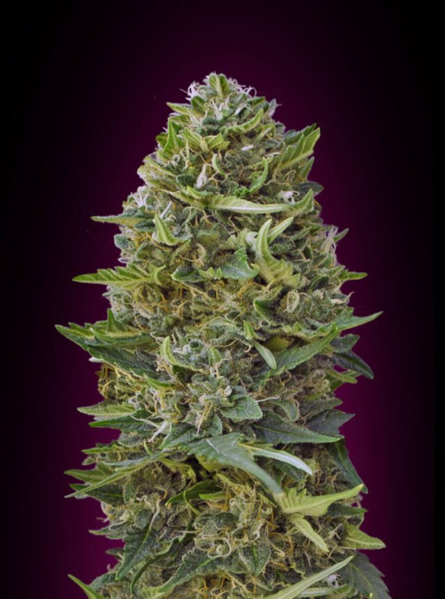 Caramel Kush Feminized Seeds