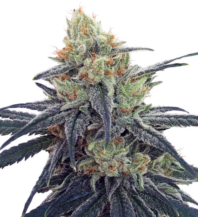 CBD #1 Feminized Seeds