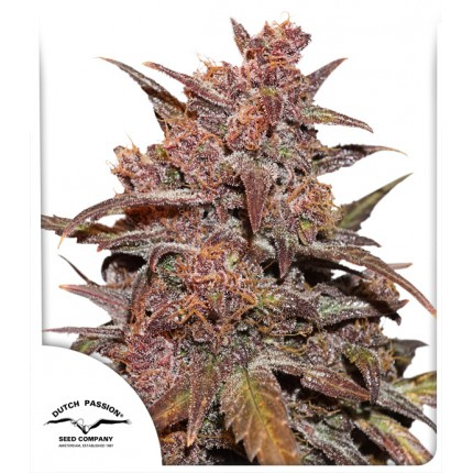 Blackberry Kush CBD Auto Feminized Seeds