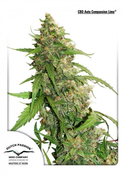 Compassion Lime CBD Auto Feminized Seeds