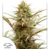 ComPassion CBD Feminized Seeds