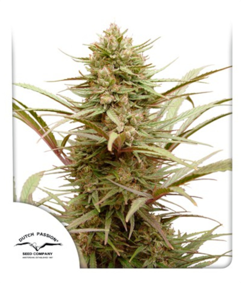 ComPassion CBD Feminized Seeds