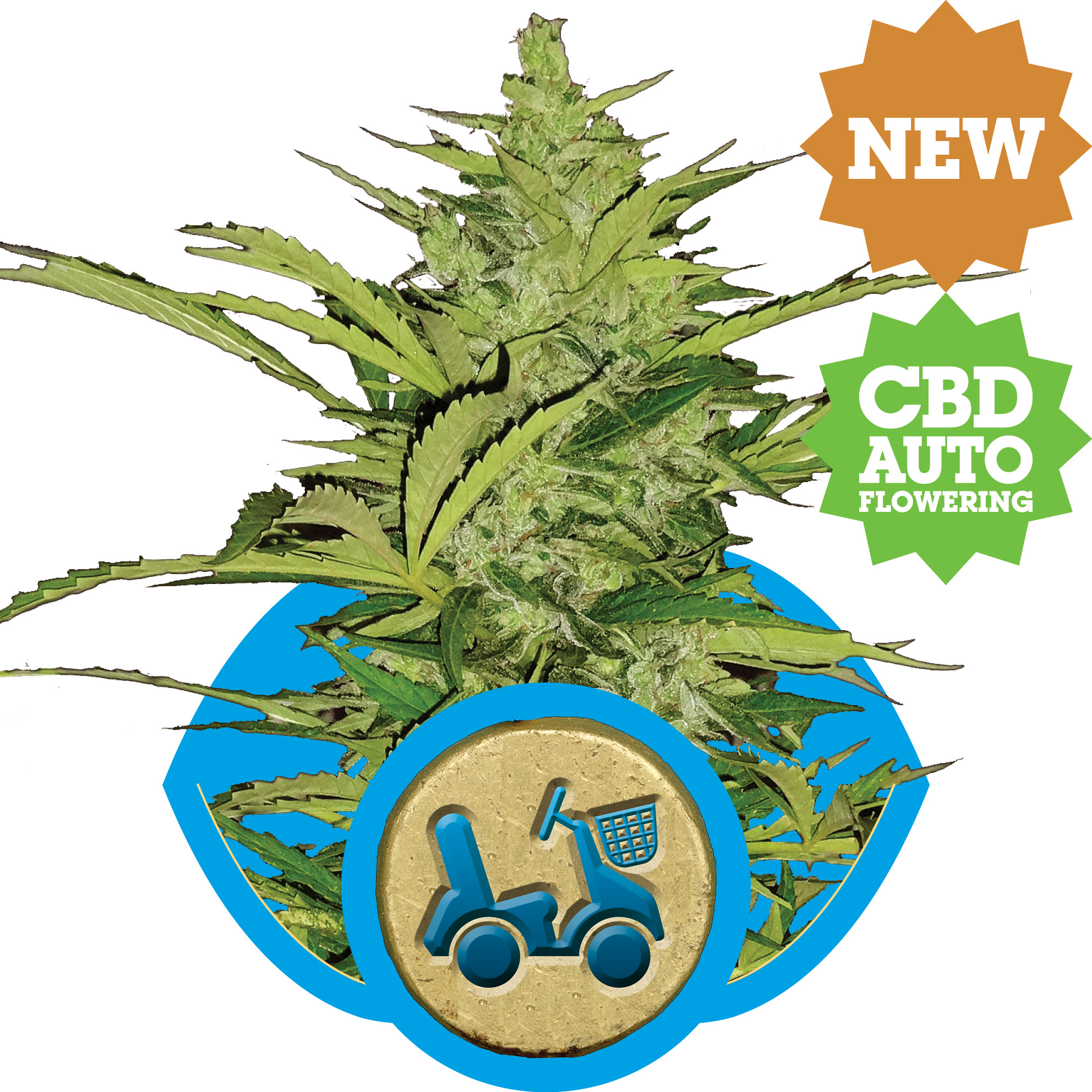 Fast Eddy CBD Auto Feminized Seeds Fast Eddy CBD Auto Feminized Seeds