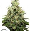Kush CBD Feminized Seeds