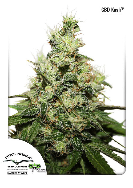 Kush CBD Feminized Seeds