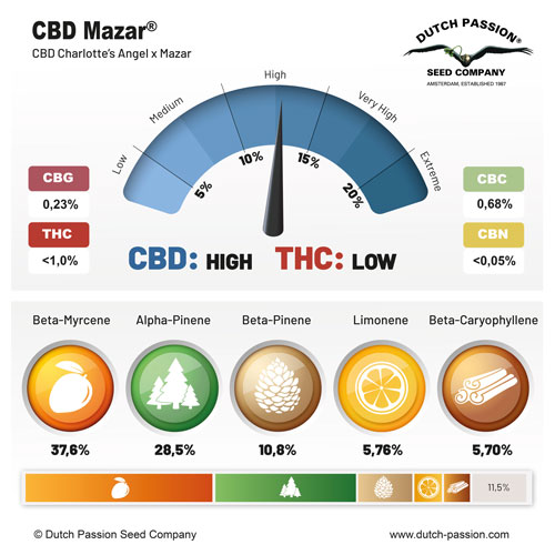 CBD Mazar Terpenes And Cannabinoids