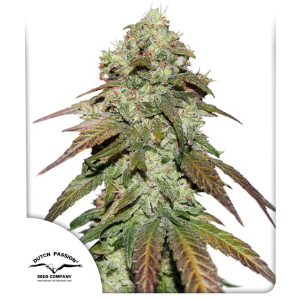 Mazar CBD Feminized Seeds