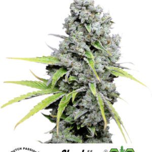 Skunk Haze CBD Feminized Seeds