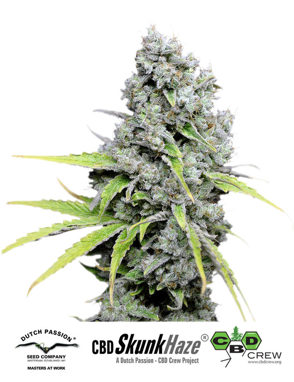 Skunk Haze CBD Feminized Seeds