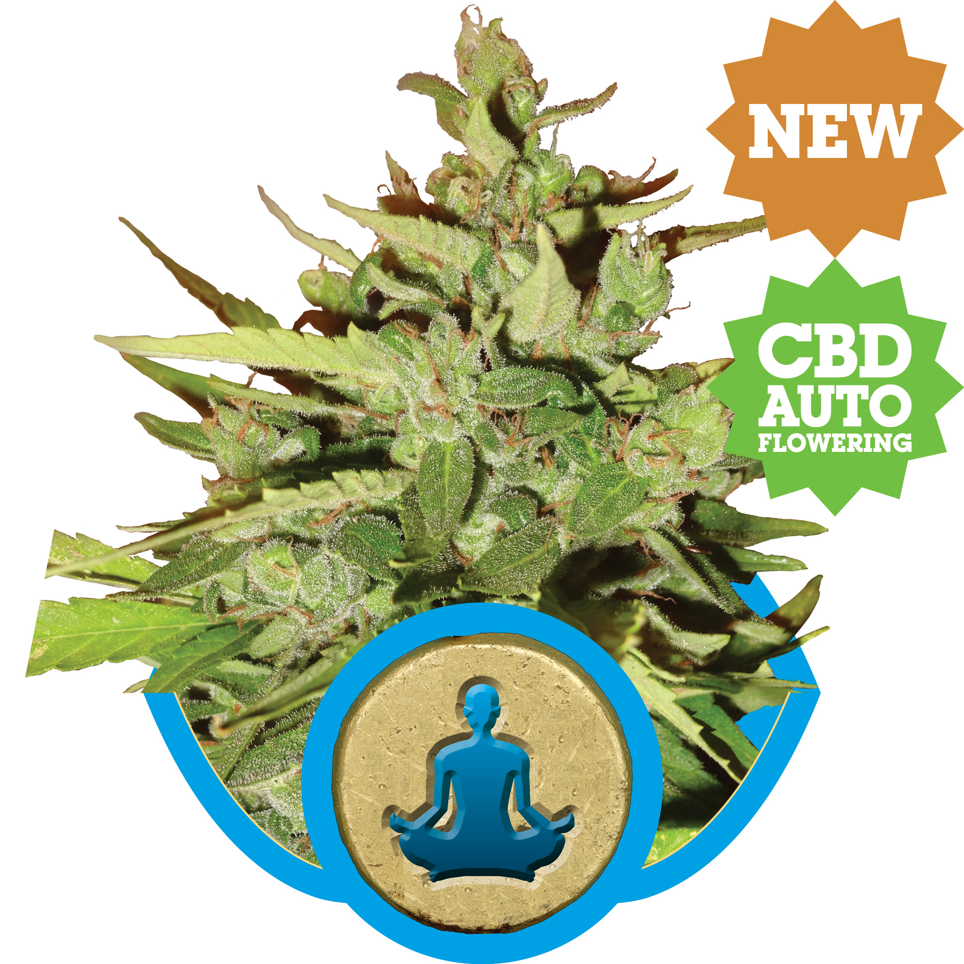 Stress Killer CBD Auto Feminized Seeds Stress Killer CBD Auto Feminized Seeds