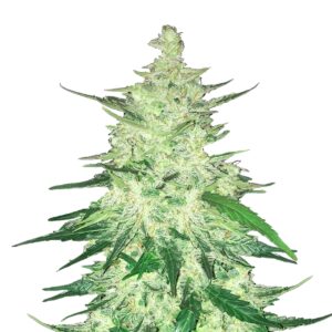 CBD 1:1  Auto Feminized Seeds (formerly Crack CBD Auto)
