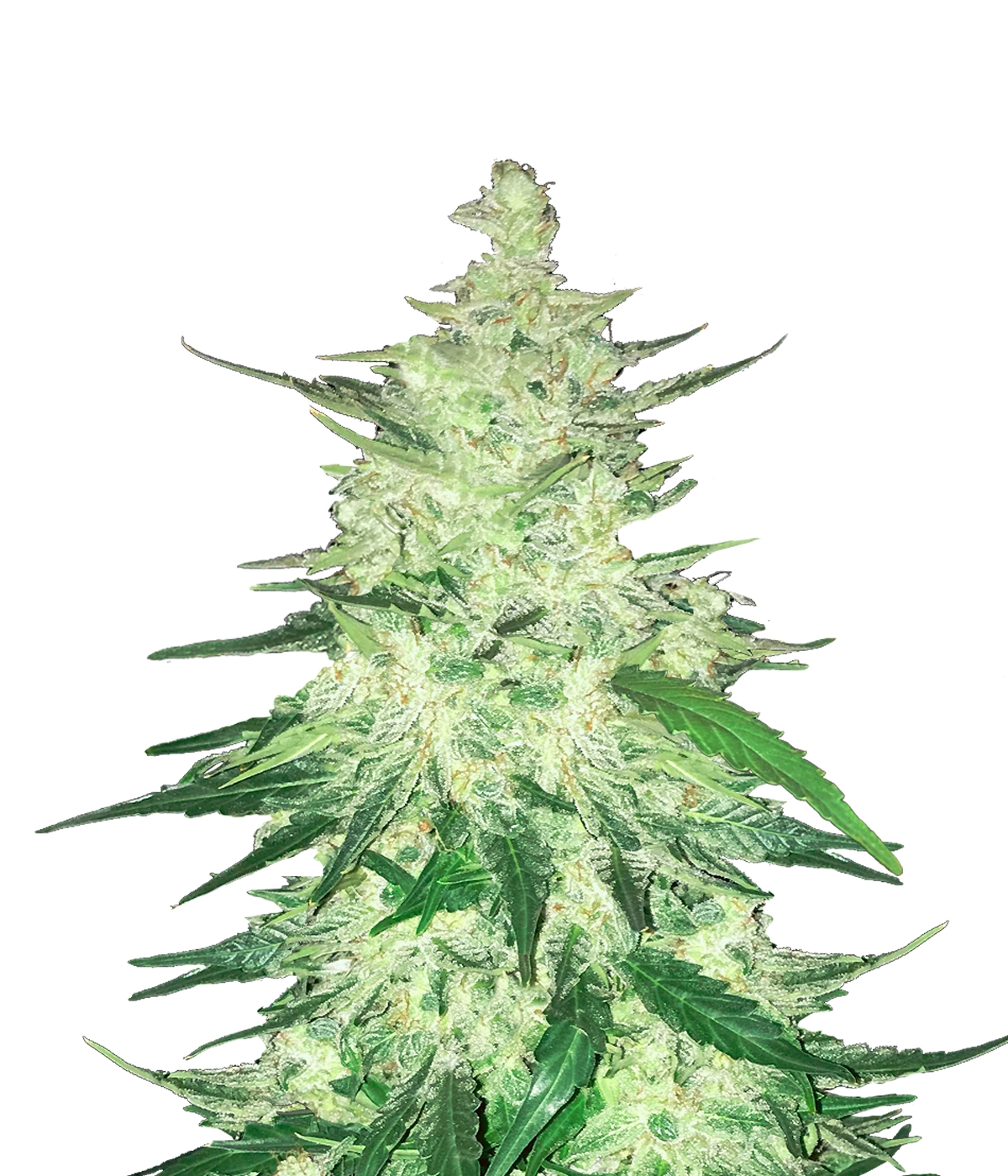 CBD 1:1 Auto Feminized Seeds (formerly Crack CBD Auto) CBD 1:1 Auto Feminized Seeds (formerly Crack CBD Auto)