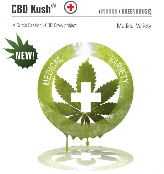 Kush CBD Feminized Seeds