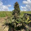 Buy Seedsman CBG #1 Feminized Seeds by Seedsman in America - Image 7