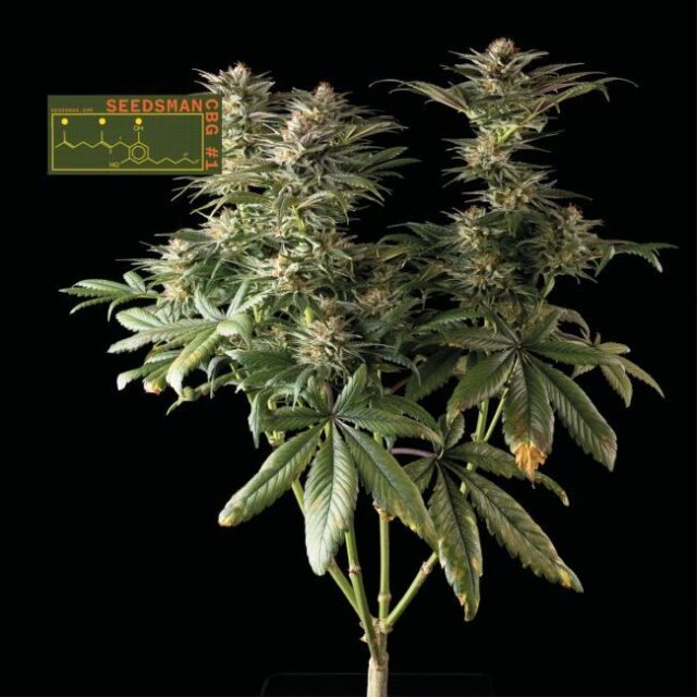 Seedsman CBG #1 Feminized Seeds