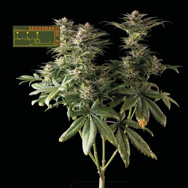 Seedsman CBG #1 Feminized Seeds Seedsman CBG #1 Feminized Seeds