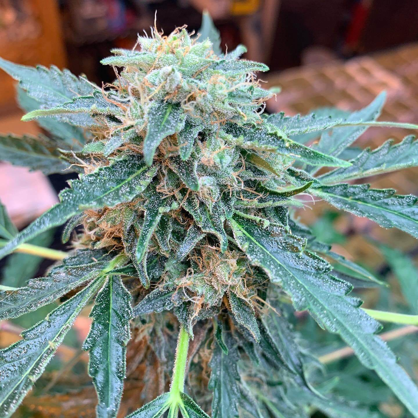 Seedsman CBG #1 Feminized Seeds Seedsman CBG #1 Feminized Seeds