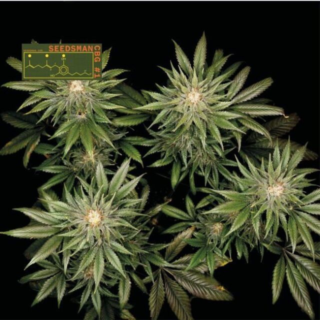 Seedsman CBG #1 Feminized Seeds