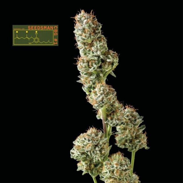 Seedsman CBG #1 Feminized Seeds