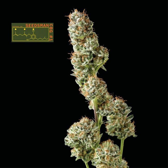 Seedsman CBG #1 Feminized Seeds Seedsman CBG #1 Feminized Seeds