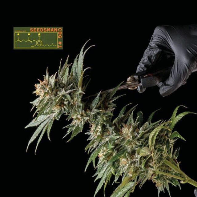 Seedsman CBG #1 Feminized Seeds