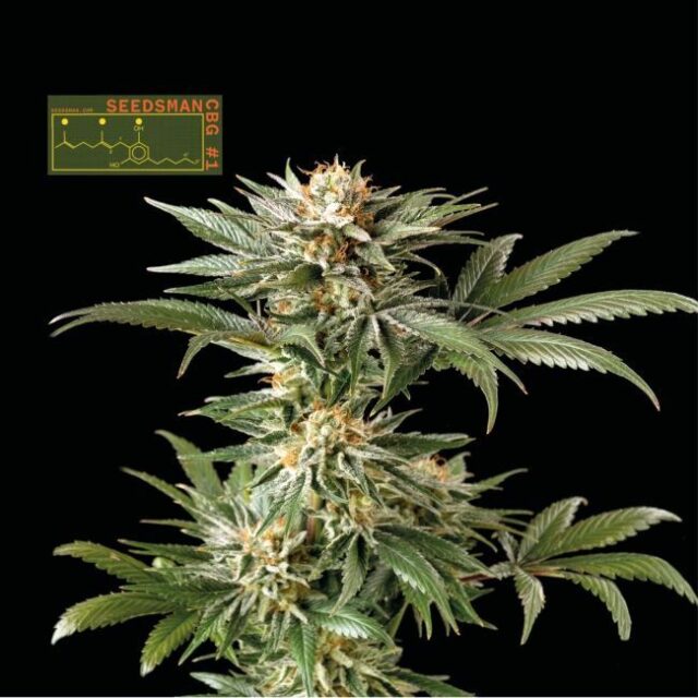 Seedsman CBG #1 Feminized Seeds