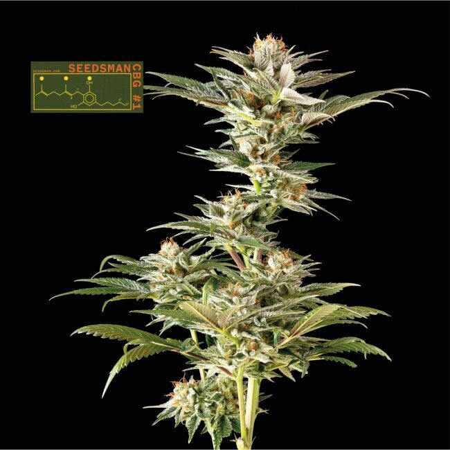 Seedsman CBG #1 Feminized Seeds Seedsman CBG #1 Feminized Seeds