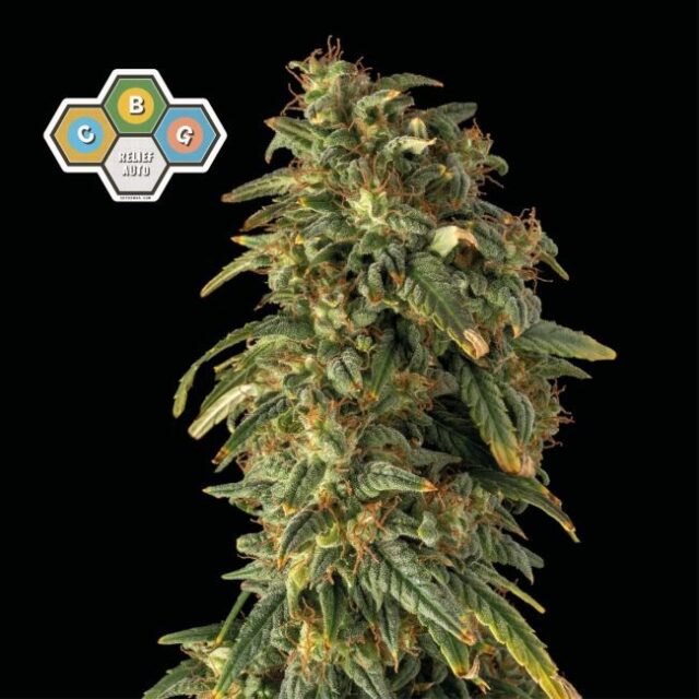 CBG Relief Auto Feminized Seeds